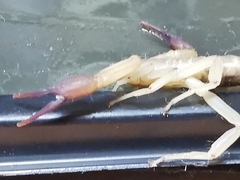 Franckeus rubrimanus