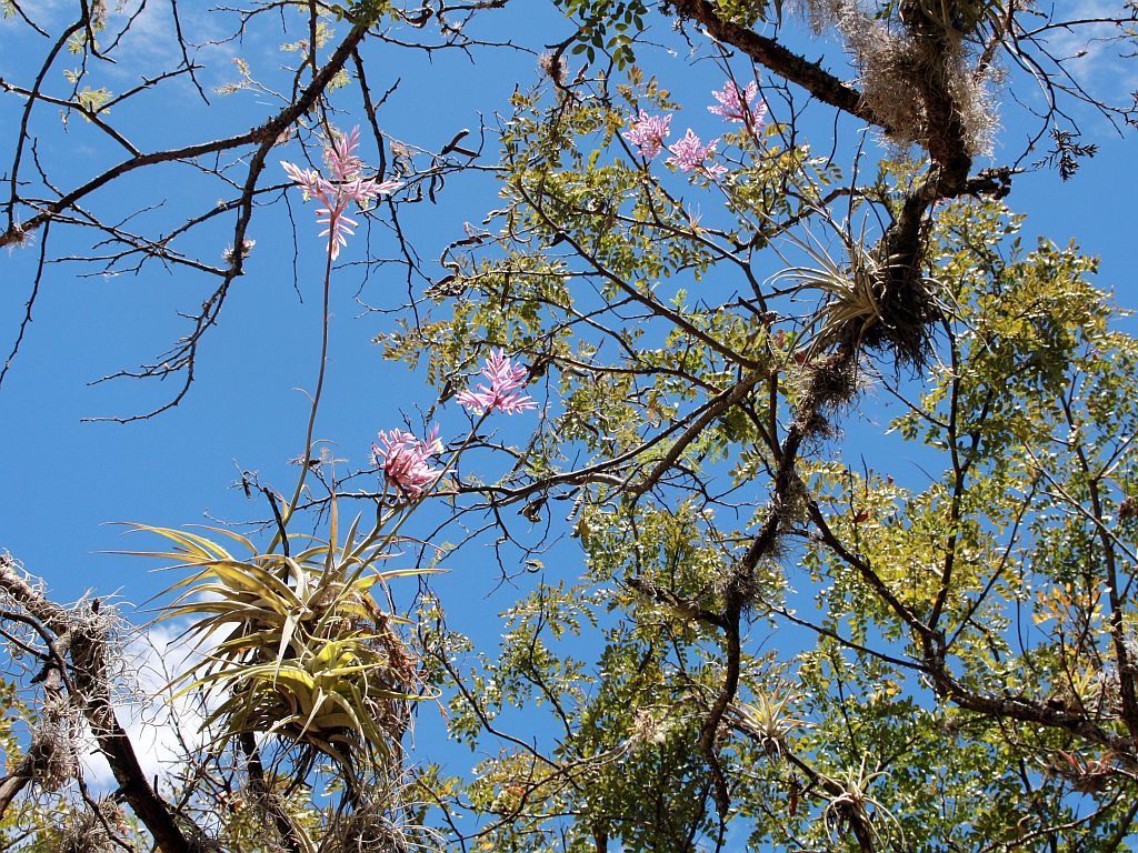 Tillandsia straminea