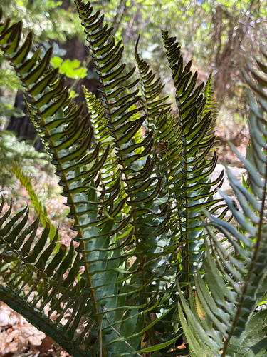 iNaturalist observation photo of Narrowleaf sword fern