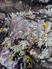 Ramalina siliquosa