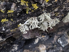 Ramalina siliquosa