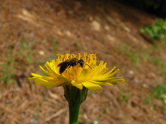 Calliopsis andreniformis