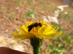 Calliopsis andreniformis