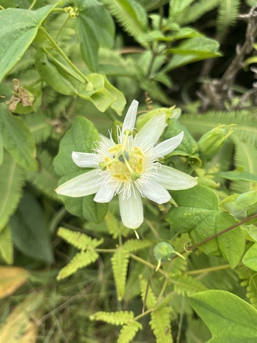 Passiflora subpeltata observed 2025-07-26