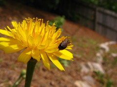 Calliopsis andreniformis