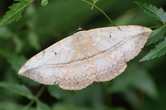 Hypopyra vespertilio