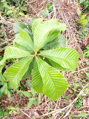 Pouteria alnifolia