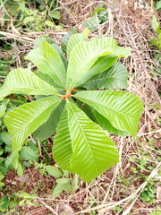Pouteria alnifolia
