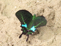 Papilio hermosanus