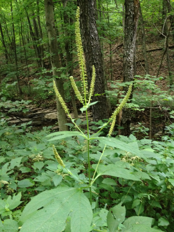 giant ragweed (Invasive Plants of Maryland) · iNaturalist