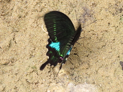 Papilio hermosanus