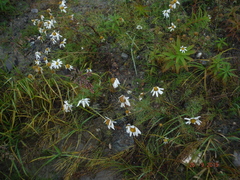 Tripleurospermum hookeri
