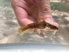 Northern Madtom photo 3