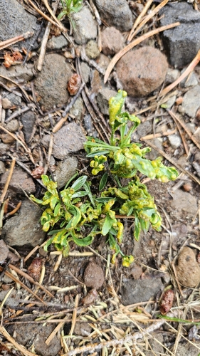 iNaturalist observation photo of Orange-Yellow Rusts