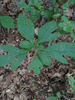 Sassafras albidum albidum - Photo (c) Christopher Tracey, some rights reserved (CC BY-NC-SA), uploaded by Christopher Tracey