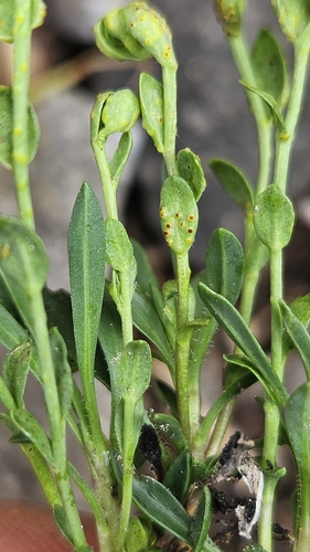 iNaturalist observation photo of Orange-Yellow Rusts