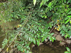 Rhamnus formosana