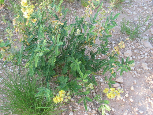 Image of Pomaria jamesii by (c) Curtis Hansen, some rights reserved (CC BY)