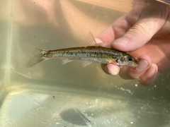 Gravel Chub photo 2