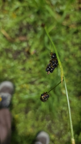 iNaturalist observation photo of Anthracoidea