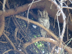 Otus senegalensis