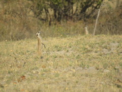 Suricata suricatta