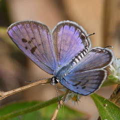 Tarucus balkanica