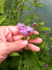 Conoclinium coelestinum