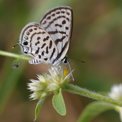 Tarucus balkanica
