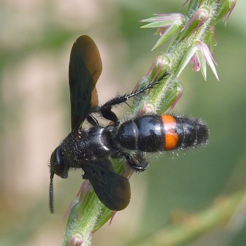 Scolia bicincta (Scolia bicincta) - Picture Insect