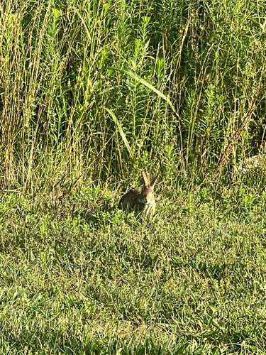 Eastern Cottontail photographed in Kansas