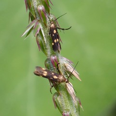Eretmocera