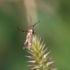Eretmocera