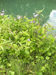 Conoclinium coelestinum