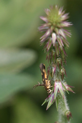 Eretmocera
