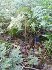 Macrotyphula fistulosa