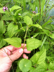 Conoclinium coelestinum