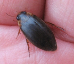 Rhantus binotatus