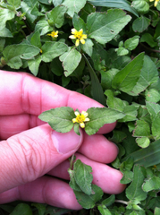 Calyptocarpus vialis
