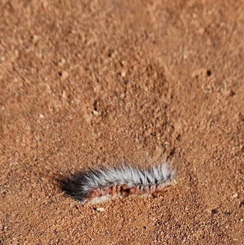 Bag-shelter Moth