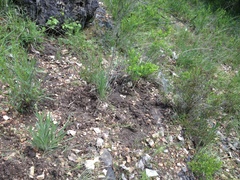 Phyllanthopsis phyllanthoides