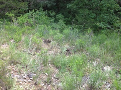 Phyllanthopsis phyllanthoides