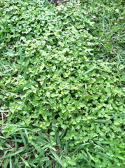Calyptocarpus vialis
