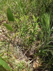 Gentiana puberulenta