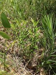 Gentiana puberulenta