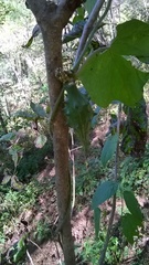 Dictyanthus sepicola