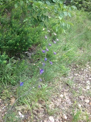Delphinium treleasei