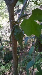 Dictyanthus sepicola