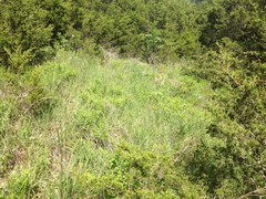 Phyllanthopsis phyllanthoides