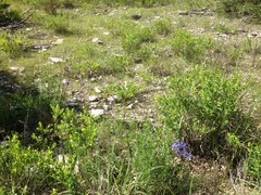 Delphinium treleasei